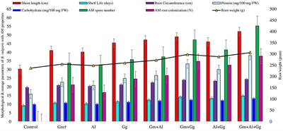 Mycorrhizae set the stage for plants to produce a higher production of biomolecules and stress-related metabolites: a sustainable alternative of agrochemicals to enhance the quality and yield of beetroot (Beta vulgaris L.)